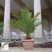Palm tree canary for sale  PAIGNTON