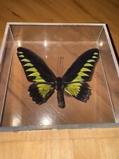 Used, Rajah Brooke's Birdwing Diorama - Butterfly - Malaysia - Male for sale  Shipping to South Africa