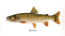 Washington native trout for sale  La Habra