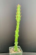 Euphorbia mayuranathani rare for sale  Marana