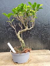 Ficus retusa indoor for sale  ELGIN