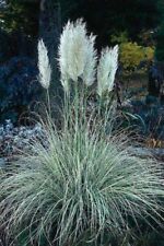 Pampas Grass- White- 100 Seeds- BOGO 50% off SALE for sale  Shipping to South Africa