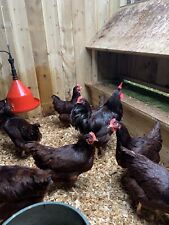 Large fowl rhode for sale  BURY