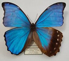 Gynandromorphe morpho godartii d'occasion  Paris XI