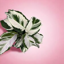 Calathea stella inch for sale  Clermont