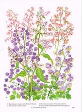 Heucherella Heuchera Polygonum 1979 Garden Flower Print TOBOGF#149 for sale  Shipping to South Africa
