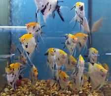 Mixed angel fish for sale  Shipping to Ireland