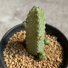 3CM Pseudolithos Migiurtinus Hybrid AsclepiadaceaeSucculent Cactus Live Plant , used for sale  Shipping to South Africa