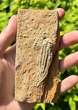 Quality fossil crinoid for sale  Coppell