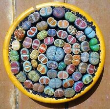Mixed lithops succulent for sale  Staten Island