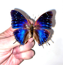 charaxes for sale  Shipping to South Africa