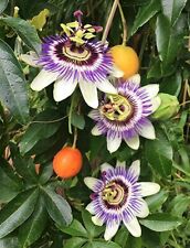 Pianta passiflora caerulea usato  Quartu Sant Elena