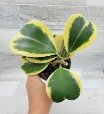 Variegated hoya kerrii for sale  Reseda