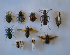 Insects insects entomology for sale  CHORLEY