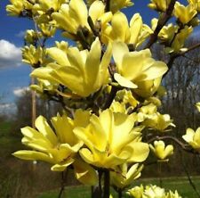 Yellow bird magnolia for sale  Mcminnville
