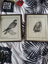 falcon bird for sale  LOWESTOFT