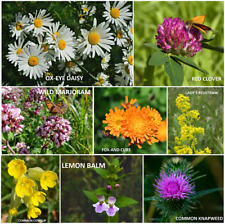 Plug plants wildflowers for sale  UK