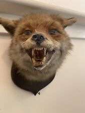 Taxidermy antique old for sale  SOUTHPORT