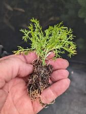 Lawn chamomile plug for sale  LONDONDERRY