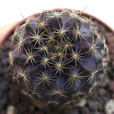 Sab34 crested strombocactus for sale  Shipping to United Kingdom