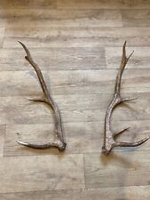 red stag antlers for sale  APPIN