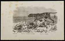 1867 chien pointer d'occasion  Besançon