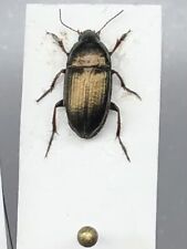 Amara aenea coleoptera usato  Merate