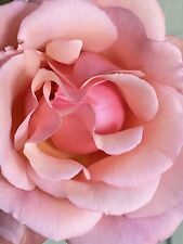 Apricot heirloom rose for sale  Burlingame