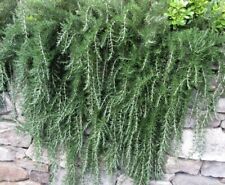 Rosemary trailing plant for sale  WORKSOP