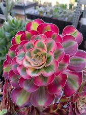 Cacti, fatty plants: aeonium "Symphony", young plant diameter 6/7 cm for sale  Shipping to South Africa