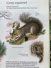 Grey squirrel body for sale  ALCESTER