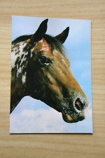 Horses postcard horse postcard cheval CPA cavallo pair AK for sale  Shipping to South Africa