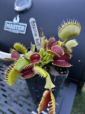 Venus flytrap beastie for sale  Chesapeake