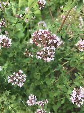English thyme oregano for sale  Dearborn Heights