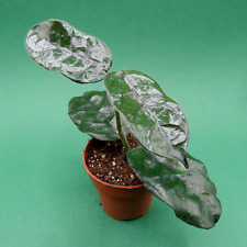 Hoya villosa globulosa for sale  Shipping to Ireland