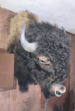 taxidermy buffalo head for sale  Albuquerque