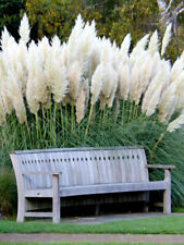 100 white pampas for sale  Upland