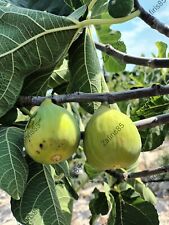 Brogiotto bianco fig for sale  Shipping to Ireland
