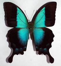 Papilio pericles quality d'occasion  Expédié en Belgium