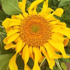 Semillas de girasol Semillas de girasol gigante mongol Semillas de girasol gigante Mezcla, usado segunda mano  Embacar hacia Argentina