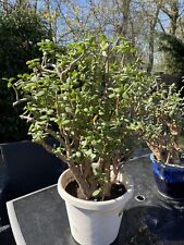 Money tree jade for sale  CLACTON-ON-SEA