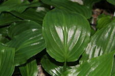 Hosta irish luck for sale  BALLYMENA