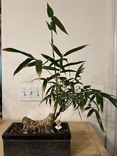 Buddha belly bamboo for sale  Porterville