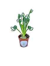 Albuca spiralis frizzle for sale  Castaic