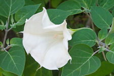 Datura metel fastuosa for sale  WALLASEY