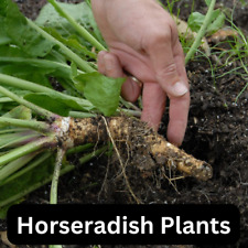 Horseradish plants pack for sale  BEDFORD