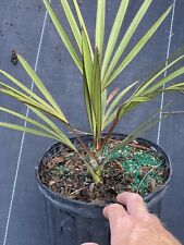 Red latin palm for sale  Fort Pierce