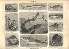 Stampa antica pesci usato  Lecco