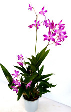 Dendrobium berry rchidee gebraucht kaufen  Gronau