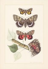 Blue Medal Ribbon Catocala Colour Printing Of 1959 Moth Butterflies Caterpillars for sale  Shipping to South Africa